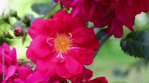 beautiful vibrant deep pink roses blossoming at cloudy day in garden. macro background