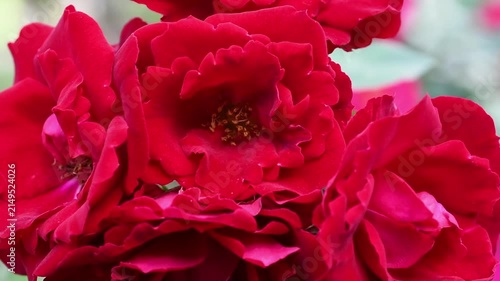 beautiful vibrant deep red roses blossoming at cloudy day in garden. macro background
