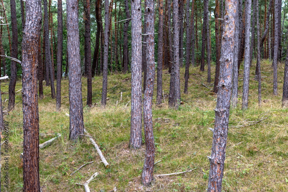 Fototapeta premium Forest path through coastal pine forest to Baltic Sea beach — nature, Poland, seaside trail