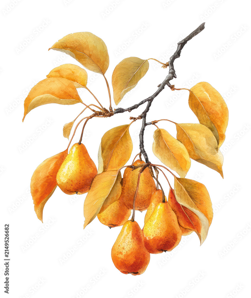 Fototapeta premium PNG Autumn pear branch with ripe fruit and golden leaves
