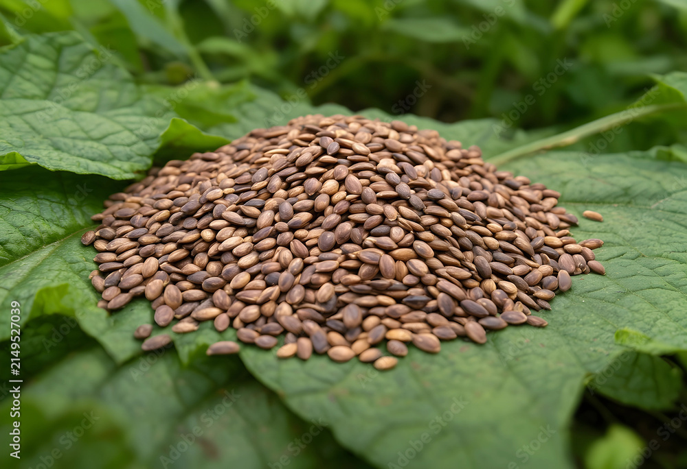 Obraz premium Pile of brown watermelon seeds on a large green leaf, agriculture and natural food concept, close up macro view