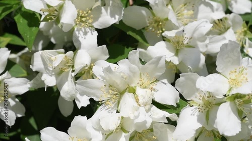  beautiful bright jasmine blossoming at cloudy day. macro floral background