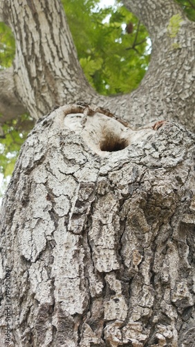 Looking up at an old tree trunk displaying a prominent dark hollow hole surrounded by rough bark and a green leafy canopy