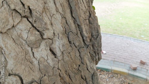 Close up panning shot of deeply cracked and rough peeling tree bark surface ideal for raw natural organic background blocks