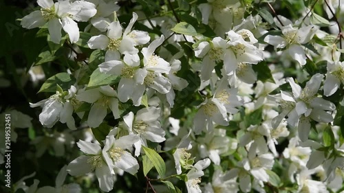  beautiful bright jasmine blossoming at cloudy day. macro floral background