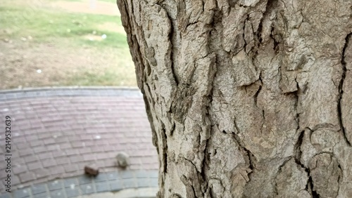 Detailed close up of highly textured flaky dry tree bark with deep crevices perfect for organic natural forest backgrounds