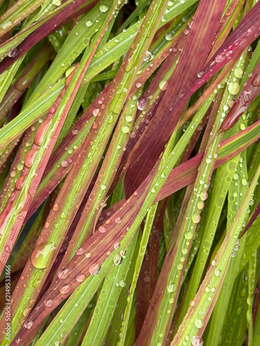 Rain on Decorative Grass
