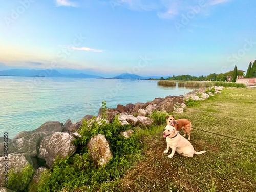 Canvastavla Dos perros descansando en la orilla verde de un gran lago italiano durante el at