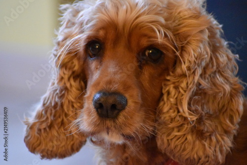 Photography portrait cocker spaniel couleur fauve
