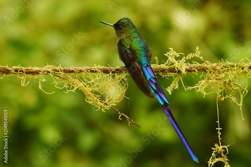 Canvastavla Dorsal view of a Violet-tailed sylph (Aglaiocercus coelestis coelestis) perched