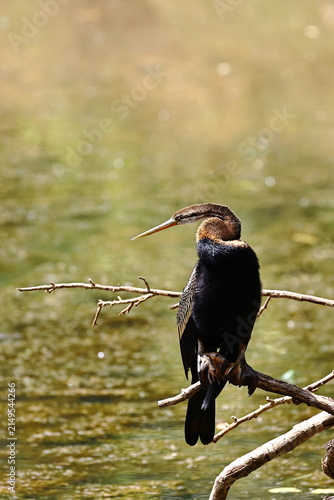 Fotografie Oriental Darter Perched Above Wetland Waters in Sri Lanka