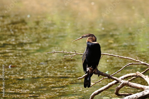 Fotografía Oriental Darter Perched Above Wetland Waters in Sri Lanka