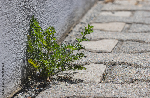 Gehweg mit Pflanzenbewuchs