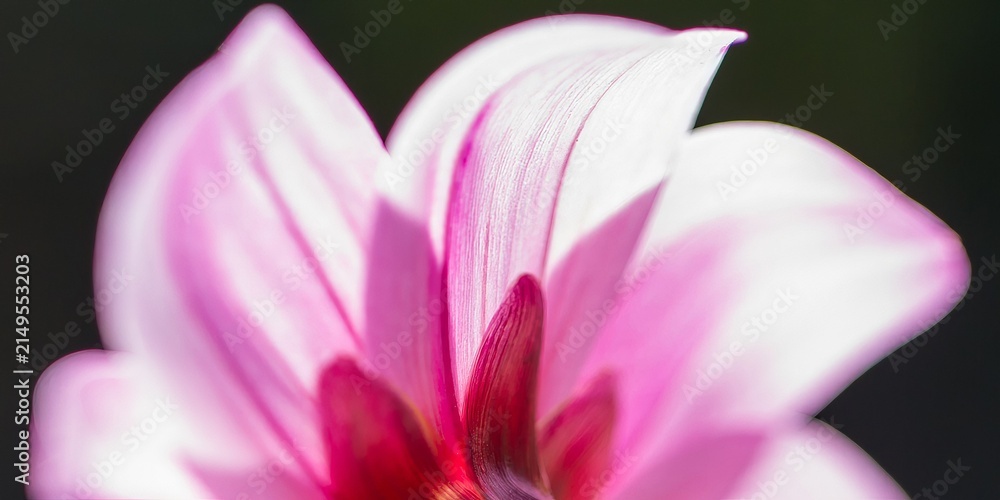 Obraz premium Close view of a pink flower with details showing petals and inner structure in natural setting during daylight hours
