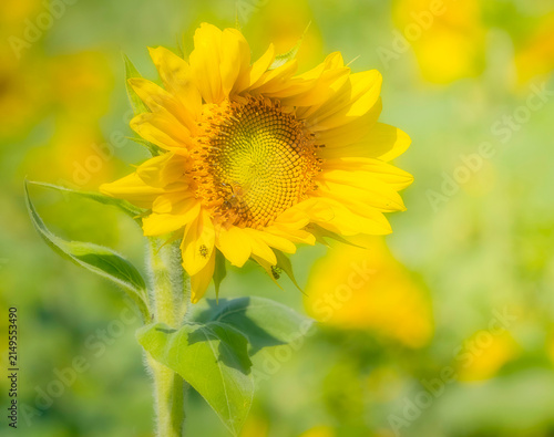 Sunflower and Friends
