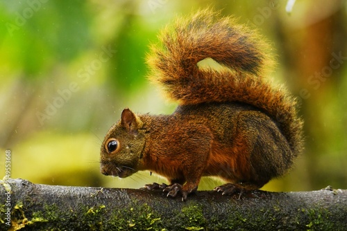 Foto Red-tailed squirrel (Sciurus granatensis versicolor) sitting on a branch in the