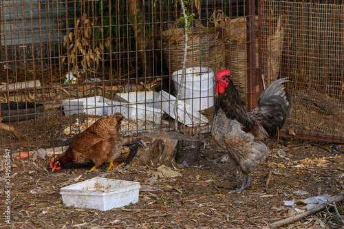 Farmyard life captures busy chickens foraging in a rustic coop during a sunny afternoon