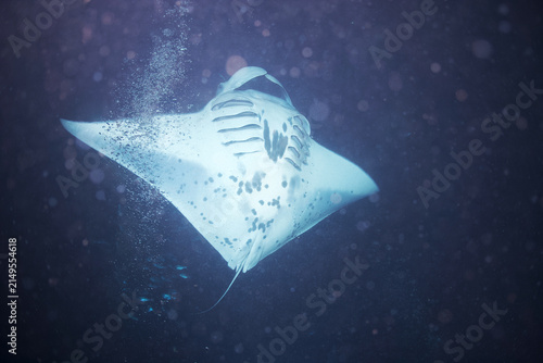 Fotografie Manta ray swimming at night off the coast of Hawaii