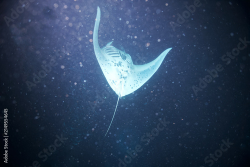 Manta ray swimming at night off the coast of Hawaii