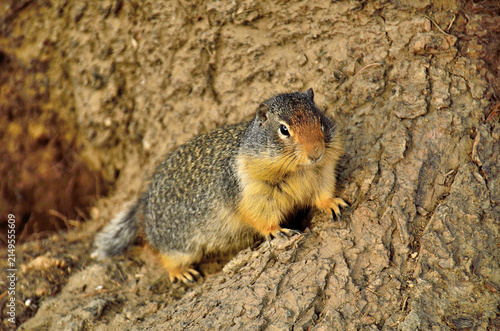Ground squirrel on a tree root