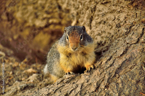 Ground squirrel on a tree root