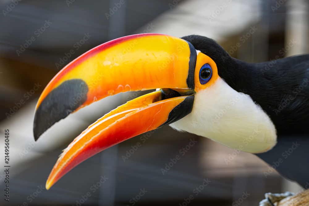Obraz premium Extreme close-up side profile of a Toco Toucan (Ramphastos toco) with its large colorful bill open, blue eye skin, and white chest feathers