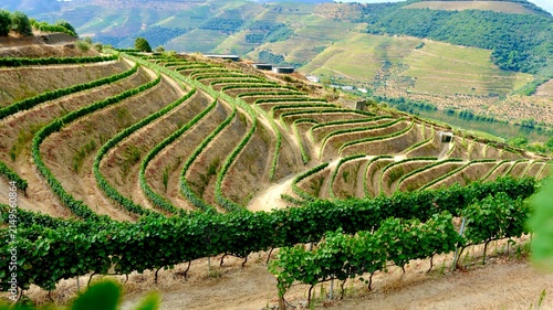 Grapevines on the slopes above Pinhão in the Douro Valley