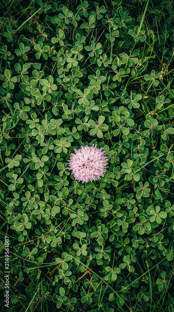 Fototapeta premium Vibrant clover field with a single pink flower, perfect for mobile wallpaper.