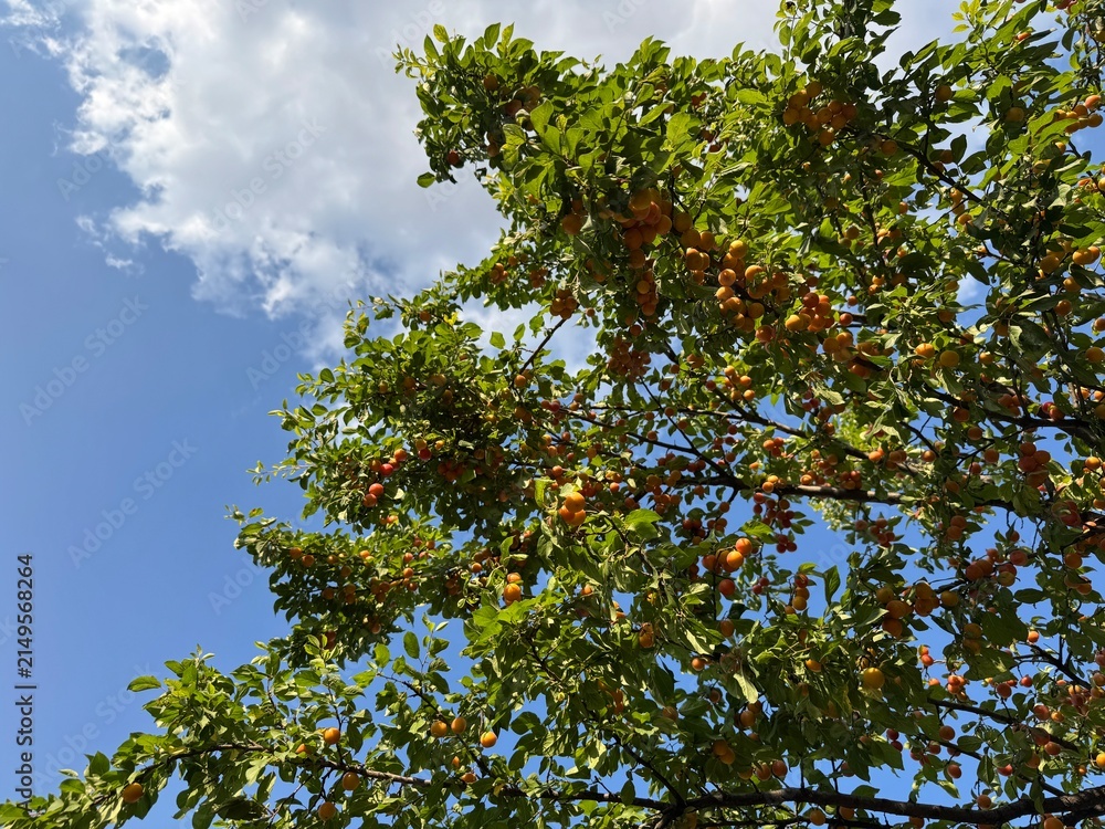 Fototapeta premium Ripe yellow cherry plum (Prunus cerasifera) fruits hanging densely on tree branches with green leaves against a sunny blue sky background. Low angle view of fruit orchard in bright summer daylight.