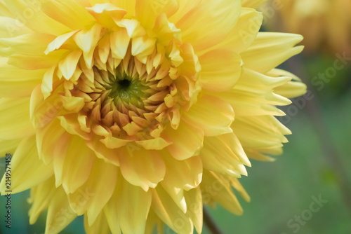 Fibonacci essence in nature; the growth spiral of the dahlia; Dahlia Pinnata variety Orange Glow	