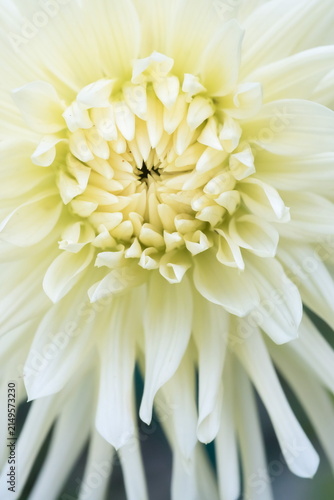 Close-up photograph of a white dahlia, dahlia pinnata variety Cafe au Lait Light	