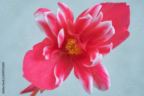 The splendor and vibrant colors of a red begonia flower; closeup photography	