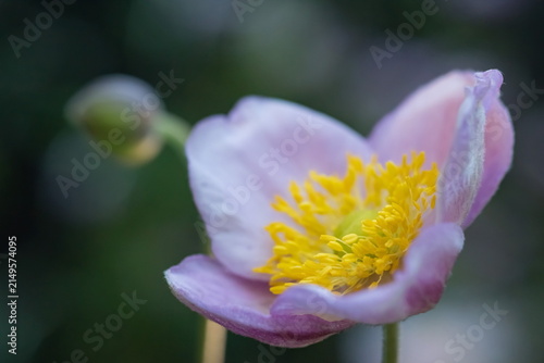Pink anemone flower in the garden; Eriocapitella Tomentosa	