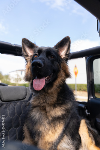 Photography Happy long-haired German Shepherd riding in a Jeep with the top off, tongue out and ears perked up in the warm sunshine