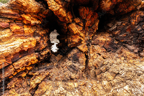Fallen Tree Patterns. The patterns of a the inside of a fallen pine tree.