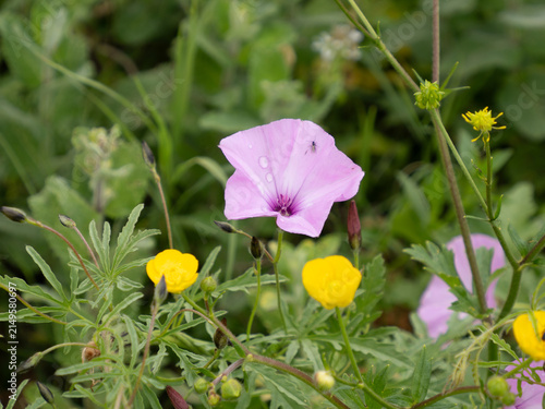 Konstfotografi Flor en la Ciudad romana de Bulla Regia, en Túnez, África
