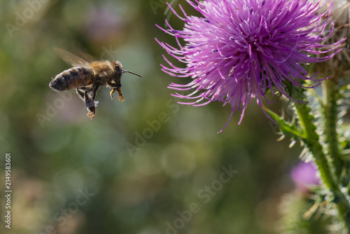 фотографія A Honeybee is Flying towards a Pink Thistle Flower Preparing to Pick Its Nectar
