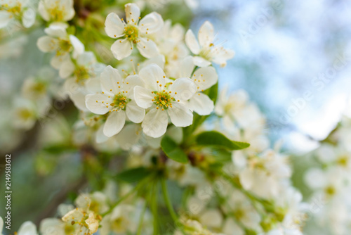 Spring flowers bloom on a tree in a garden during the day