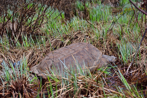 Snapping turtle outside water on wetland.