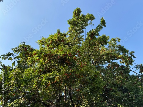 Abundant red and yellow cherry plum (Prunus cerasifera) fruits ripe on tree branches with green foliage against a bright blue sky background. Low angle view of fruit orchard in summer daylight.