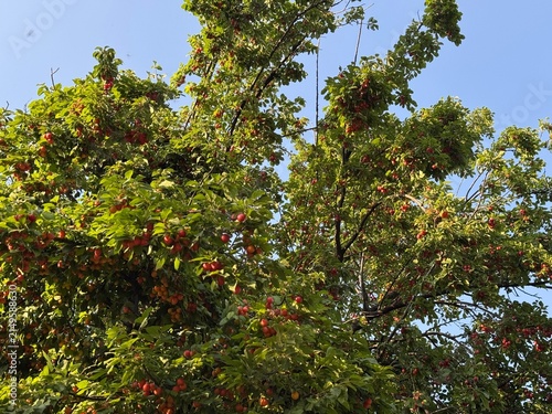 Abundant red and yellow cherry plum (Prunus cerasifera) fruits ripe on tree branches with green foliage against a bright blue sky background. Low angle view of fruit orchard in summer daylight.
