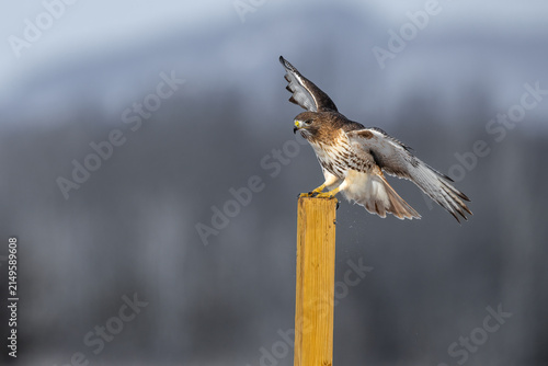Fotografie Red-tailed Hawk spreading its wings while landing on a wooden fence post in an open winter grassland