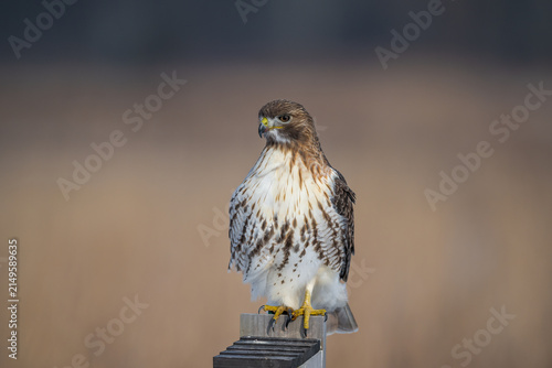 Konstfotografi Adult Red-tailed Hawk perched on a wooden fence post in a winter meadow, watching for prey in its natural habitat