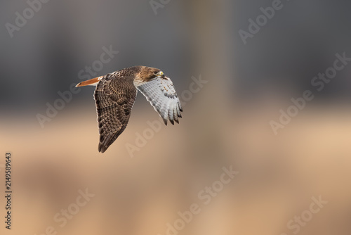 Fotografie Red-tailed Hawk soaring low above a winter meadow while searching for prey in natural habitat
