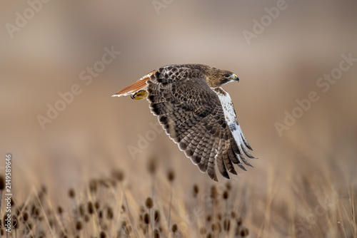 Canvas Print Red-tailed Hawk soaring low above a winter meadow while searching for prey in natural habitat