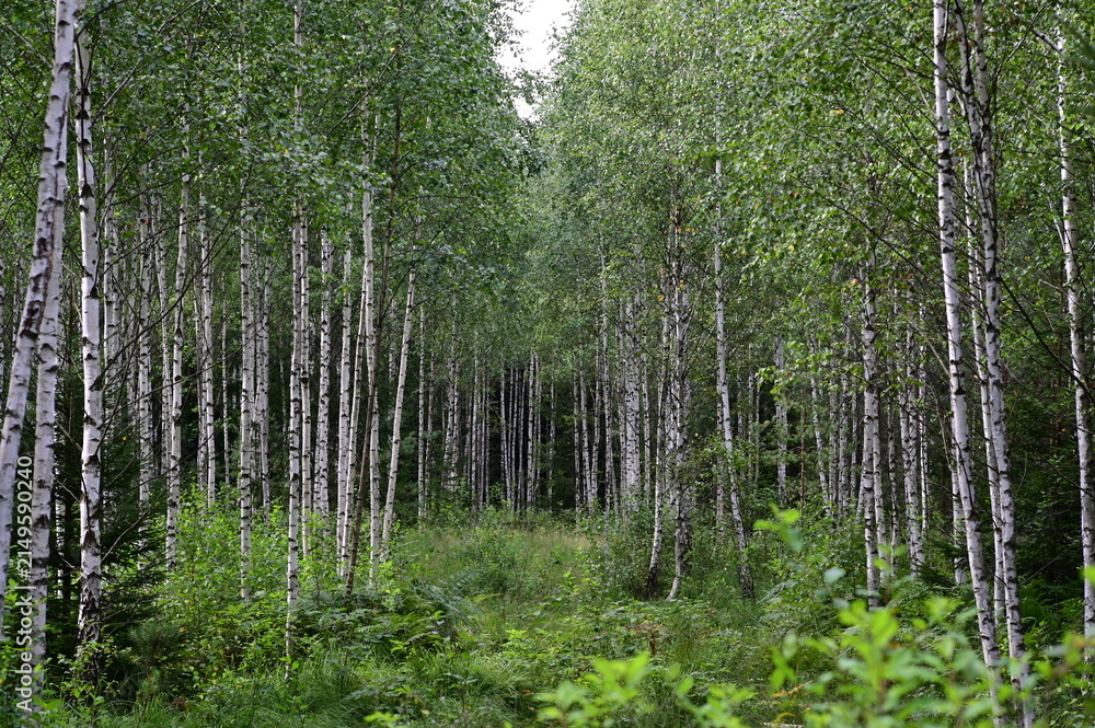 Obraz premium Birch forest