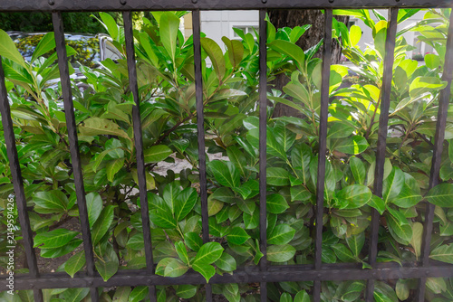 Fotografía Bushes of cherry laurel behind the wrought iron fence