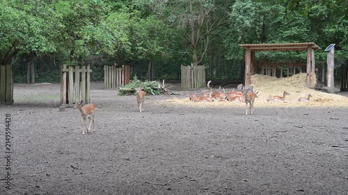 A herd of fallow deer with fawns eating food outdoors. Ideal for educational, nature documentary, and park tourism commercial projects.