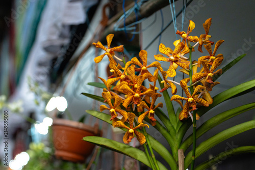 Картината върху платно Beautiful yellow and orange spotted orchid flowers blooming in a garden