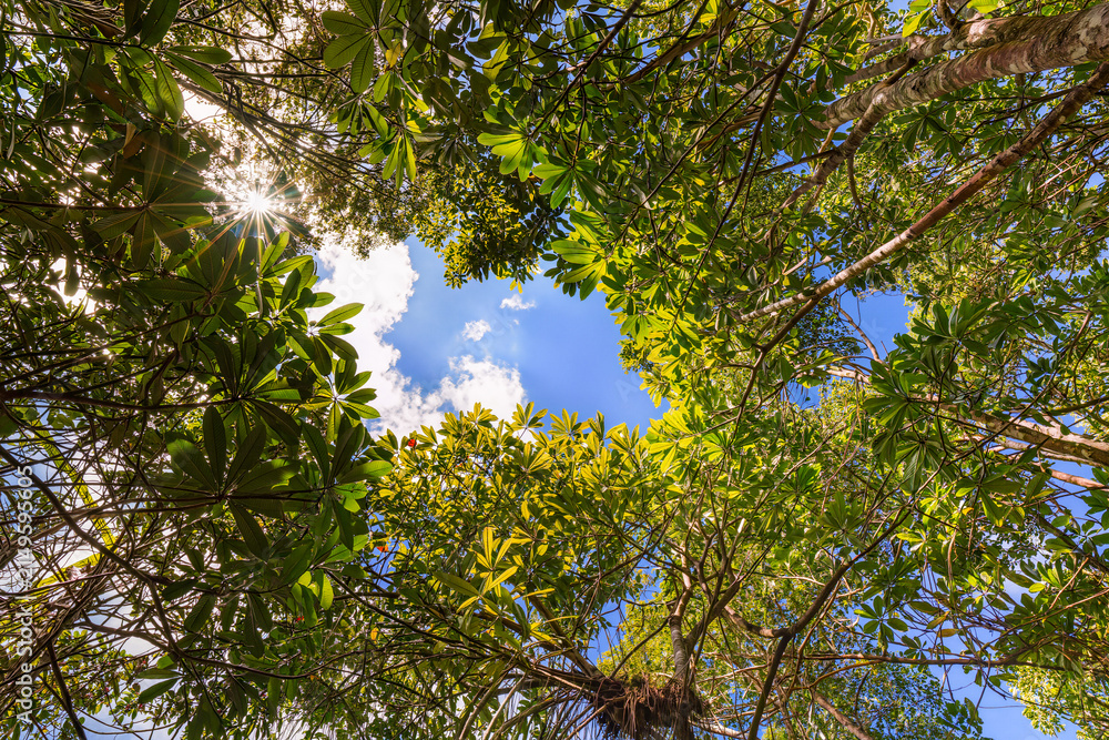 Fototapeta premium Sunburst breaking through a dense mangrove canopy around a bright opening of blue sky and white cloud